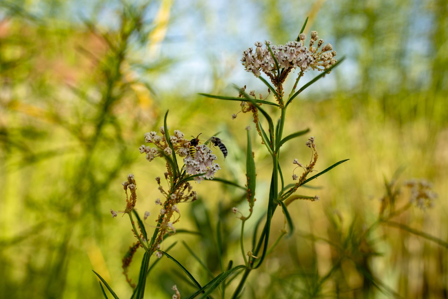 Closeup image of pollinator plants