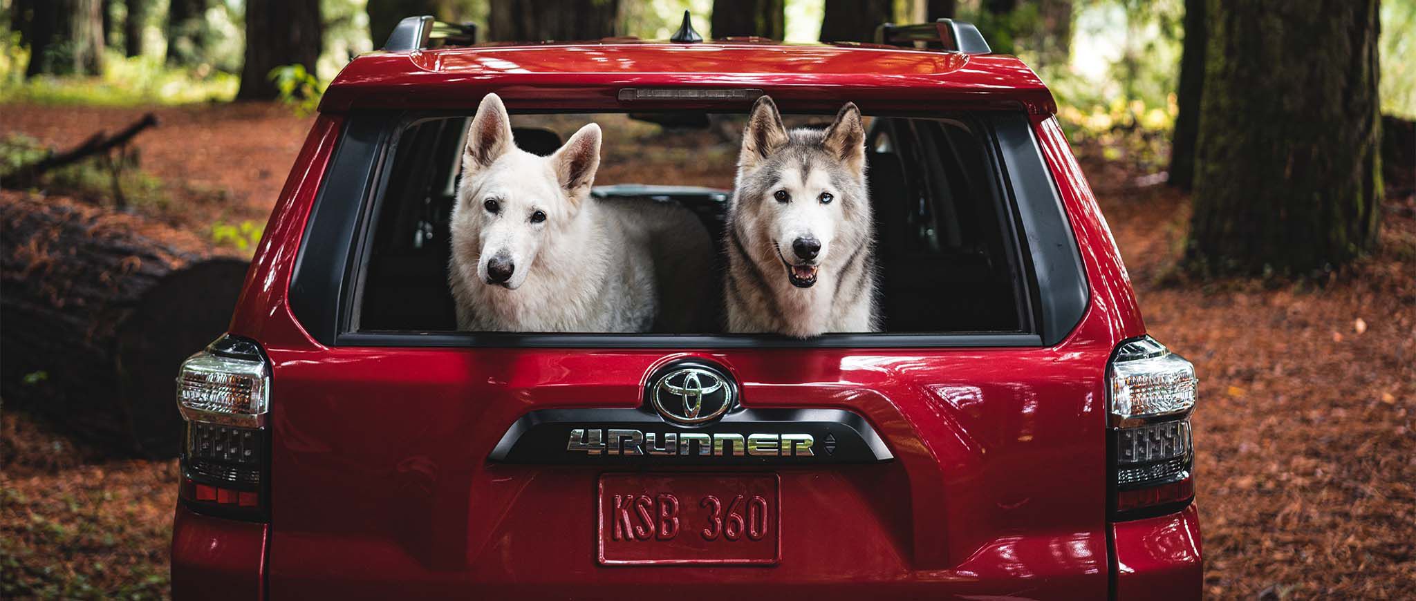 Dos perros muestran su cabeza desde la puerta trasera de una Toyota 4Runner roja.
